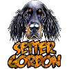 Setter Gordon CO
