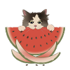 Watermelon Delight Cat