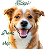 Adopt dont shop