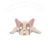 Maman bouledogue français