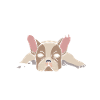 Princesse Fille, Bouledogue Français