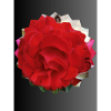 Rose in Sonnenform