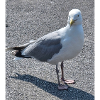 Mouette urbaine au regard vif