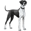 Great Dane Hund Tier