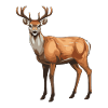Animal cerf