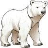 Polar Bear Animal Polar Bear