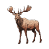 Moose Animal
