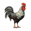 Rooster Animal