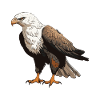 Eagle Animal