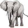 Animal éléphant
