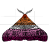 Lesbian pride moth motif A