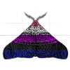 Genderfluid pride Moth Motif A