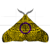 Intersex Pride Moth Motif A