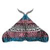 Transgender pride moth