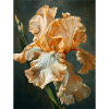 Iris FL 73