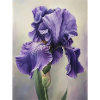 Iris FL 113