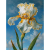 Iris FL 72