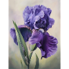 Iris FL 110