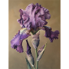 Iris FL 101