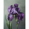 Iris FL 4