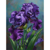 Iris FL 3
