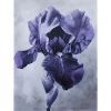 Iris FL 95