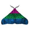Polysexual pride moth