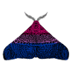 Bisexual pride moth