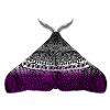 Asexual pride moth