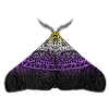 Non binary pride moth