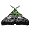 Aromantic pride moth