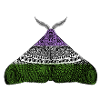 Genderqueer pride moth