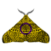 Intersex pride moth