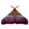 Lesbian pride moth
