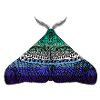 Gay pride moth