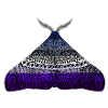 Butch Lesbian pride moth
