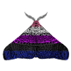 Genderfluid pride moth