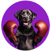 Labrador als Boxer
