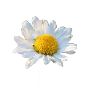 Marguerite White Flower