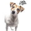 J’aime mon chien