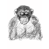 Affe