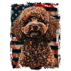 Poodle America Usa