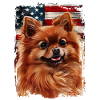 Spitzhund America Usa