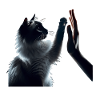 Siamese cat gives "high five"