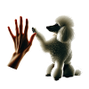 Poodle friend