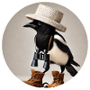 Magpie with binoculars and hat