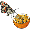 Moule // Orange