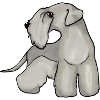 Cesky Terrier