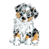 Berger Australien Chien Aussie