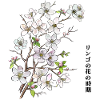 Apple blossoms